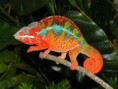 camaleon pantera